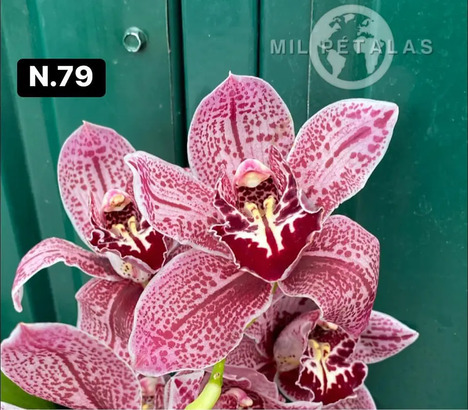 Orquídeas Cymbidium de Coleção com 3/4 bolbos cada 27