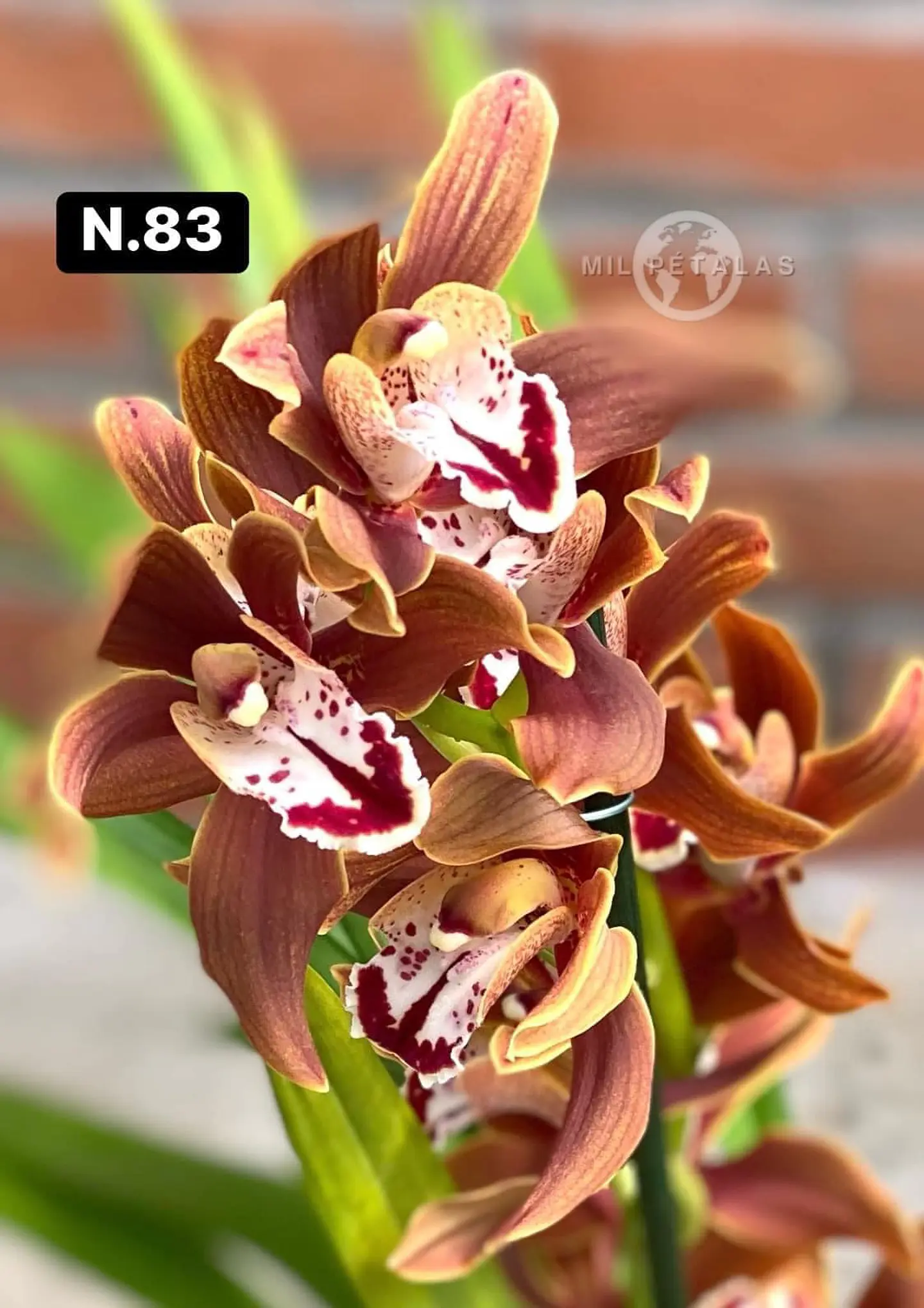 Orquídeas Cymbidium de Coleção com 3/4 bolbos cada 31