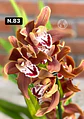 Orquídeas Cymbidium de Coleção com 3/4 bolbos cada - Miniatura 31