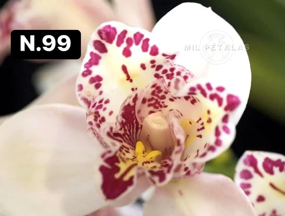 Orquídeas Cymbidium de Coleção com 3/4 bolbos cada 47