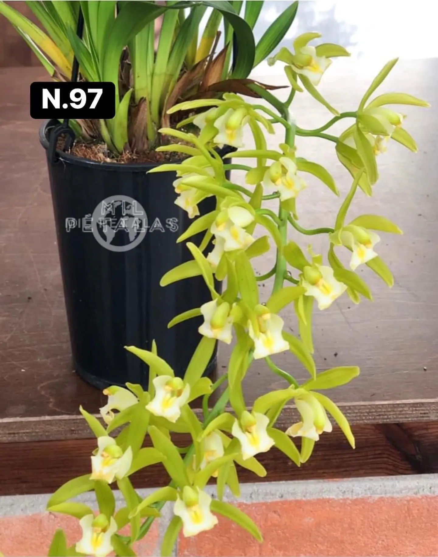 Orquídeas Cymbidium de Coleção com 3/4 bolbos cada 45