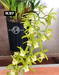 Orquídeas Cymbidium de Coleção com 3/4 bolbos cada - Miniatura 45