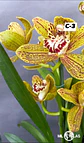 Orquídeas Cymbidium de Coleção com 3/4 bolbos cada - Thumbnail 3