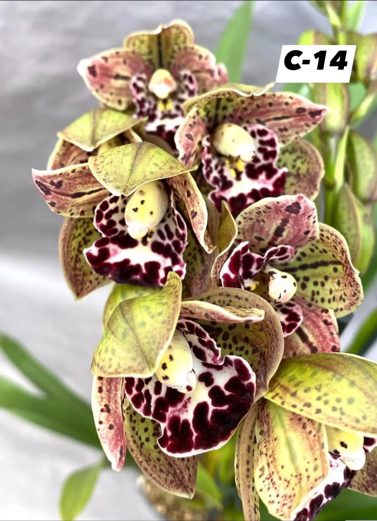 Orquídeas Cymbidium de Coleção com 3/4 bolbos cada 14