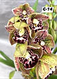 Orquídeas Cymbidium de Coleção com 3/4 bolbos cada - Thumbnail 14