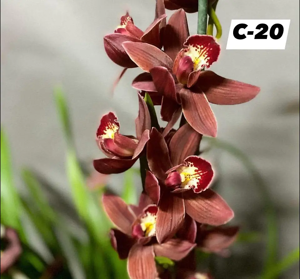 Orquídeas Cymbidium de Coleção com 3/4 bolbos cada 20