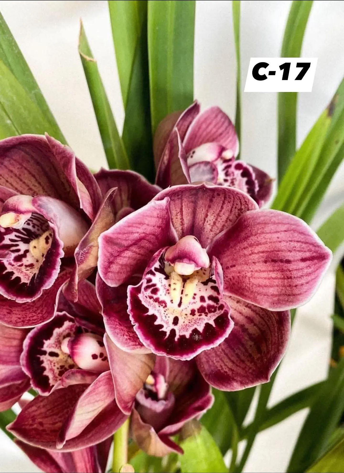 Orquídeas Cymbidium de Coleção com 3/4 bolbos cada 17