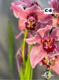 Orquídeas Cymbidium de Coleção com 3/4 bolbos cada - Thumbnail 6