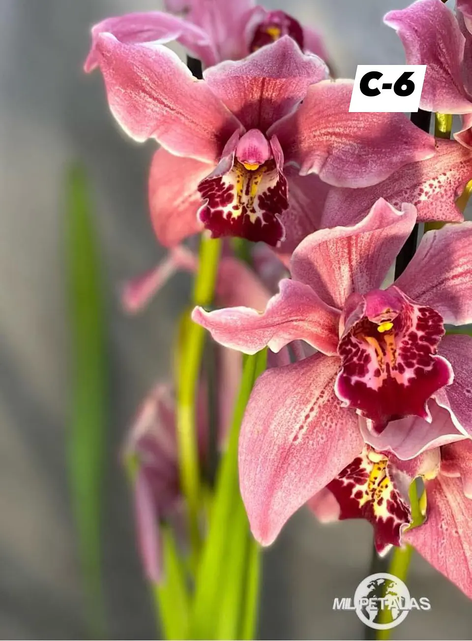 Orquídeas Cymbidium de Coleção com 3/4 bolbos cada 6