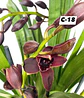 Orquídeas Cymbidium de Coleção com 3/4 bolbos cada - Thumbnail 18