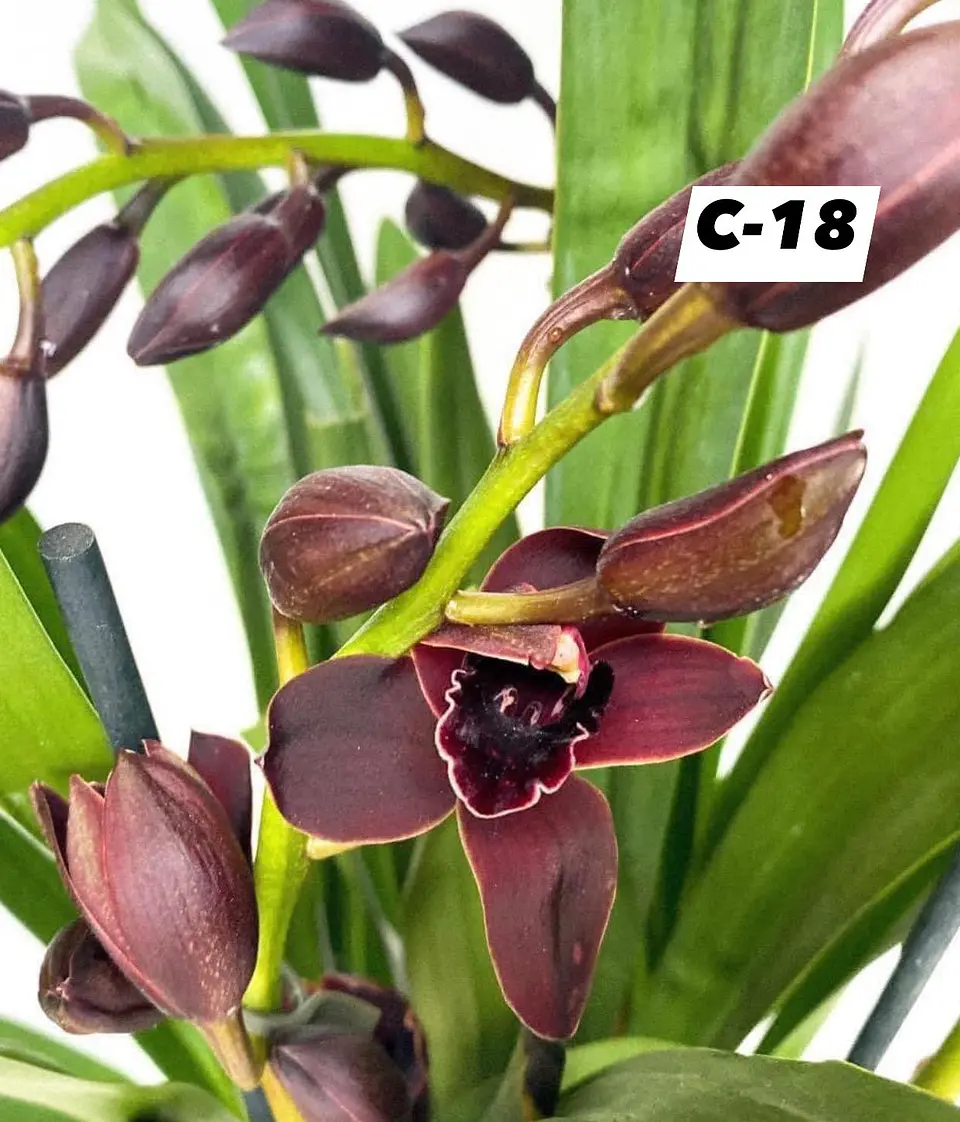 Orquídeas Cymbidium de Coleção com 3/4 bolbos cada 18
