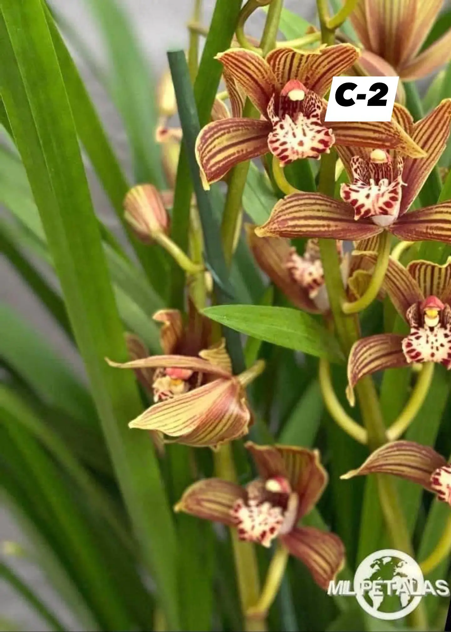 Orquídeas Cymbidium de Coleção com 3/4 bolbos cada 2