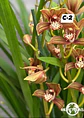Orquídeas Cymbidium de Coleção com 3/4 bolbos cada - Thumbnail 2
