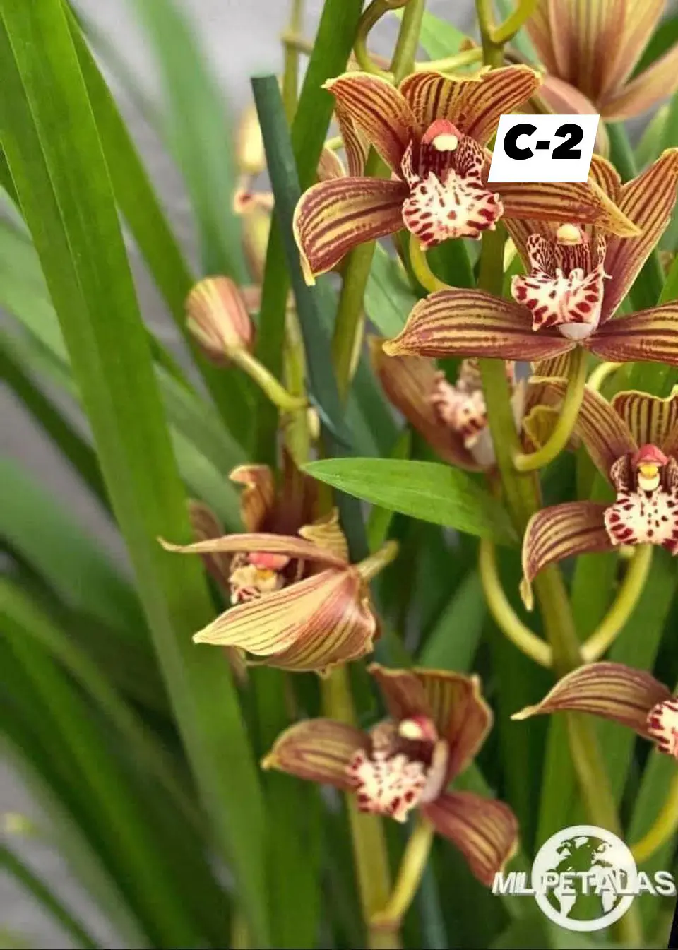 Orquídeas Cymbidium de Coleção com 3/4 bolbos cada 2