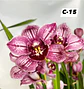 Orquídeas Cymbidium de Coleção com 3/4 bolbos cada - Thumbnail 15