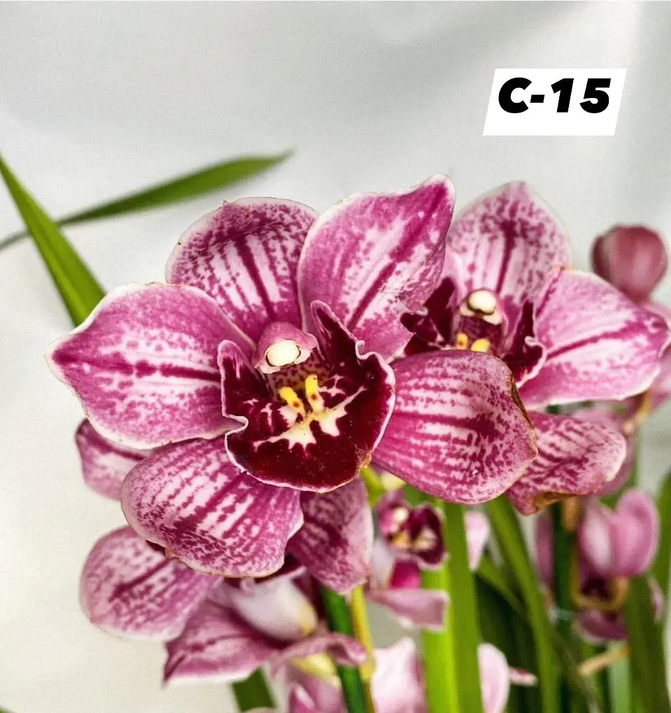 Orquídeas Cymbidium de Coleção com 3/4 bolbos cada 15