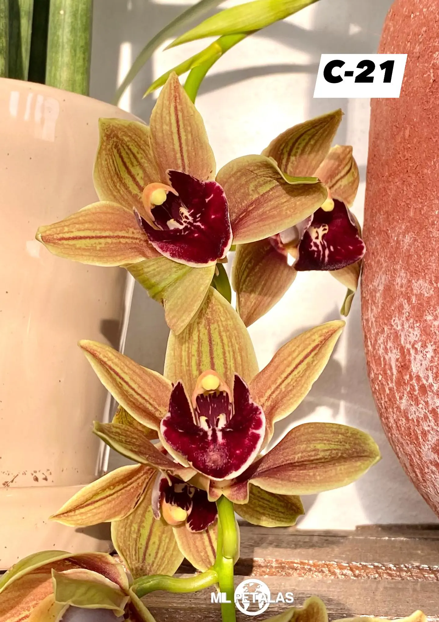 Orquídeas Cymbidium de Coleção com 3/4 bolbos cada 21