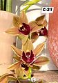 Orquídeas Cymbidium de Coleção com 3/4 bolbos cada - Thumbnail 21
