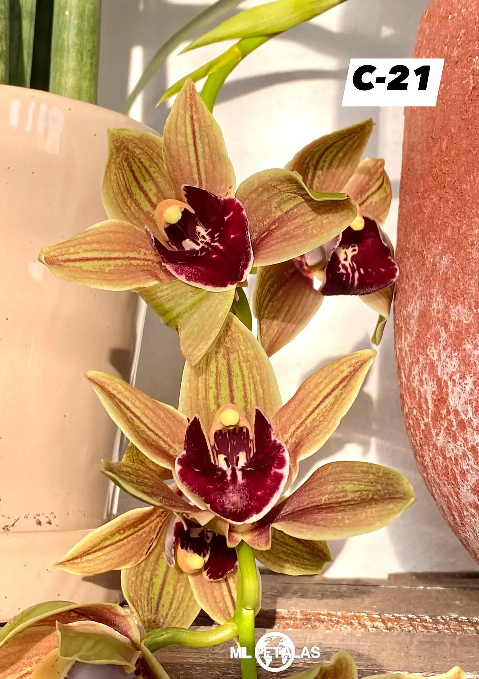 Orquídeas Cymbidium de Coleção com 3/4 bolbos cada 21
