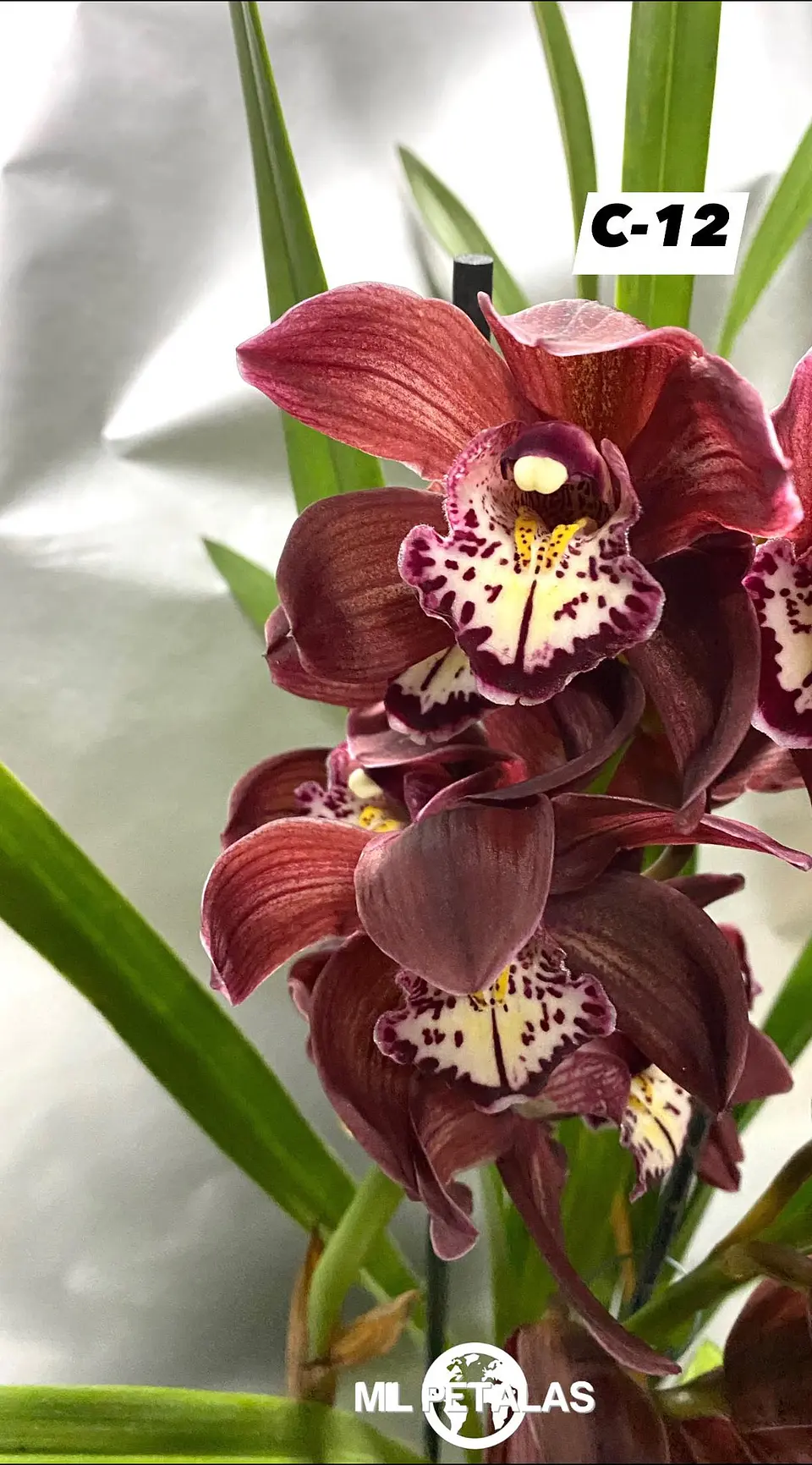 Orquídeas Cymbidium de Coleção com 3/4 bolbos cada 12
