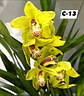 Orquídeas Cymbidium de Coleção com 3/4 bolbos cada - Thumbnail 13