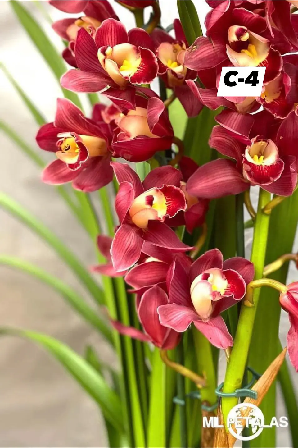 Orquídeas Cymbidium de Coleção com 3/4 bolbos cada 4