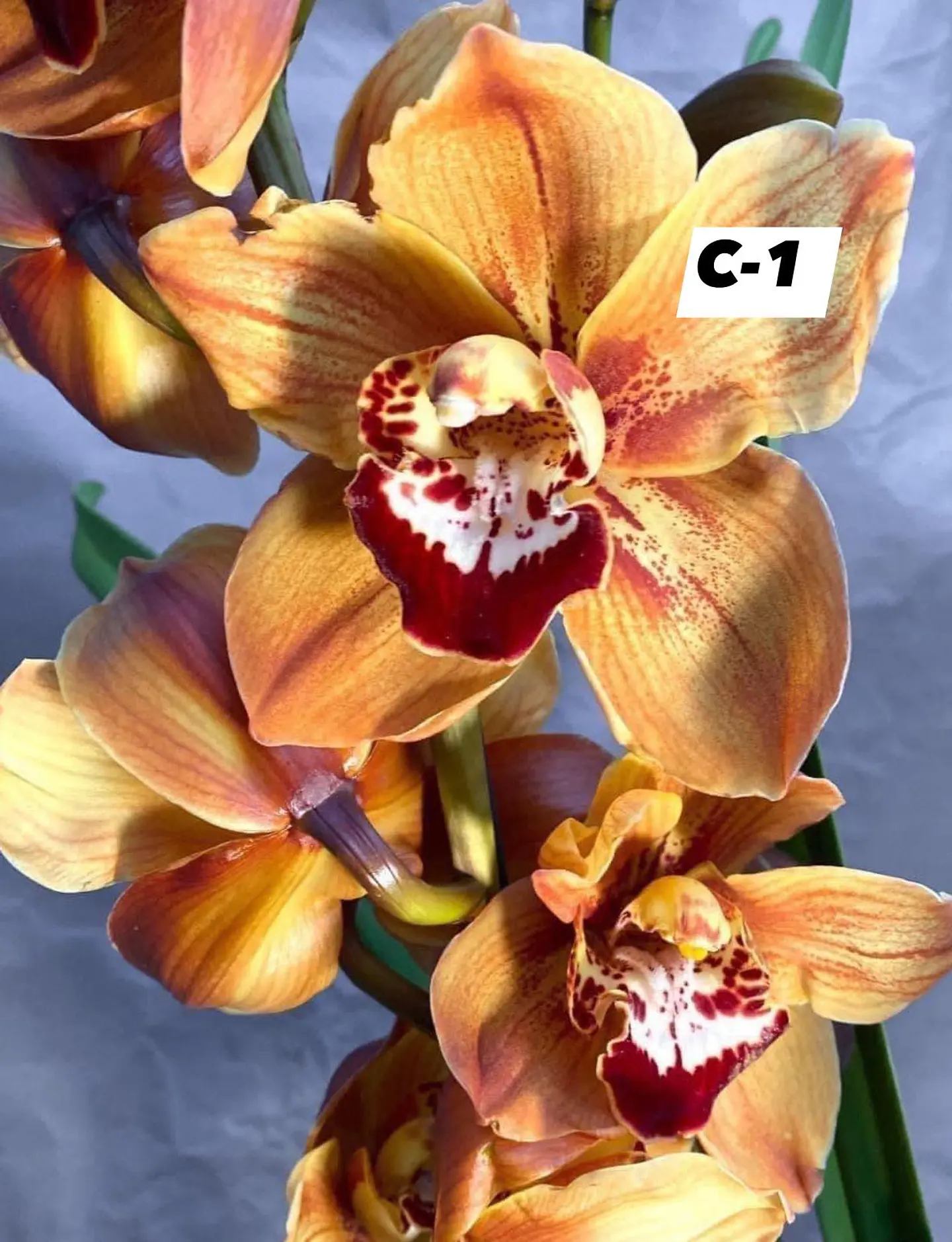 Orquídeas Cymbidium de Coleção com 3/4 bolbos cada 1