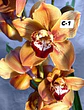 Orquídeas Cymbidium de Coleção com 3/4 bolbos cada - Thumbnail 1