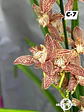 Orquídeas Cymbidium de Coleção com 3/4 bolbos cada - Thumbnail 7