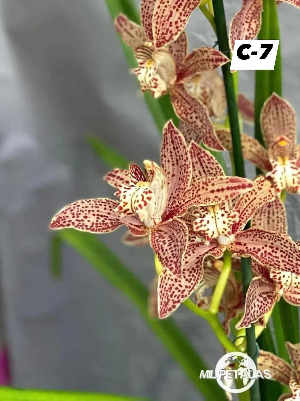 Orquídeas Cymbidium de Coleção com 3/4 bolbos cada 7