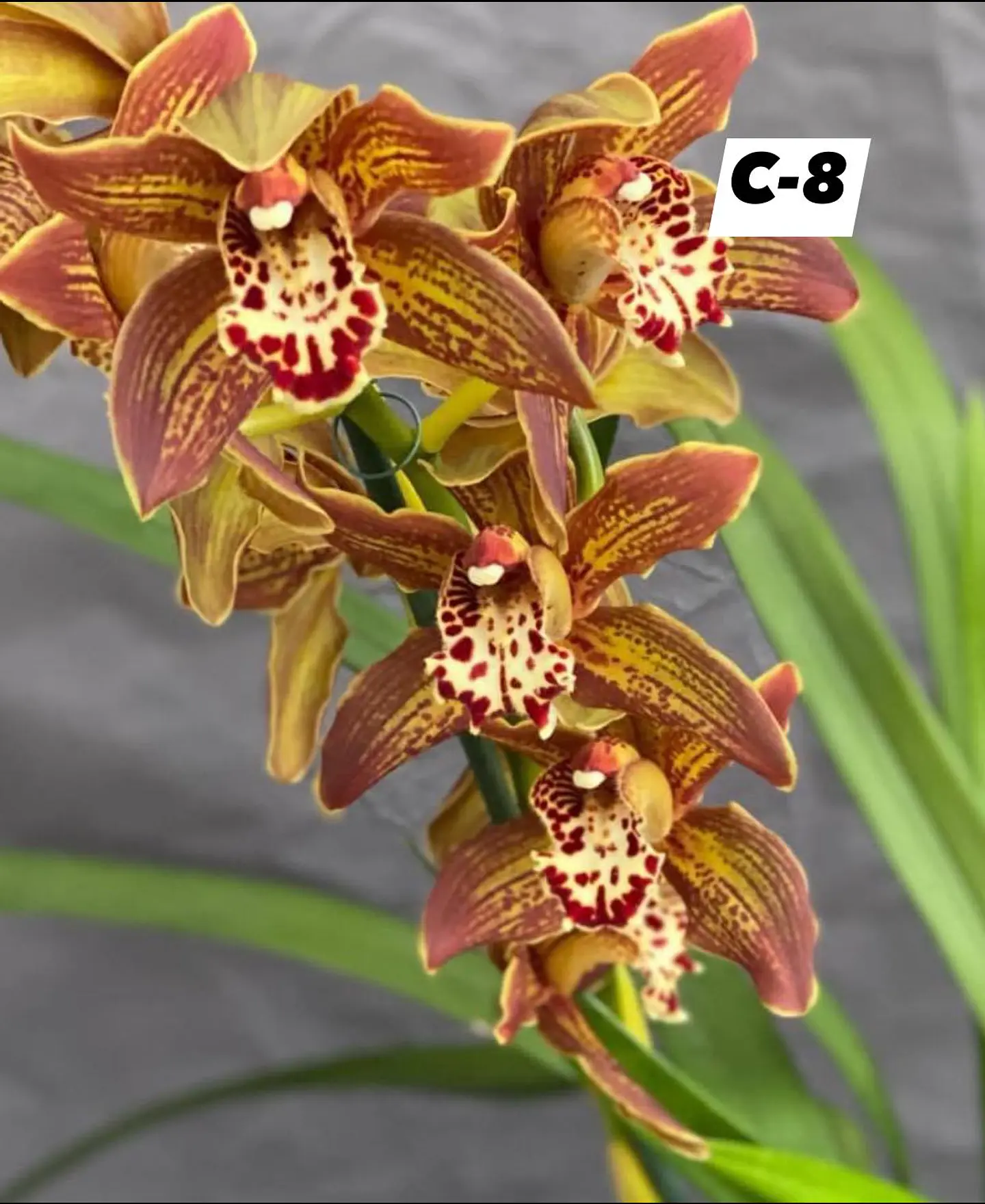 Orquídeas Cymbidium de Coleção com 3/4 bolbos cada 8