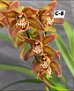 Orquídeas Cymbidium de Coleção com 3/4 bolbos cada - Thumbnail 8