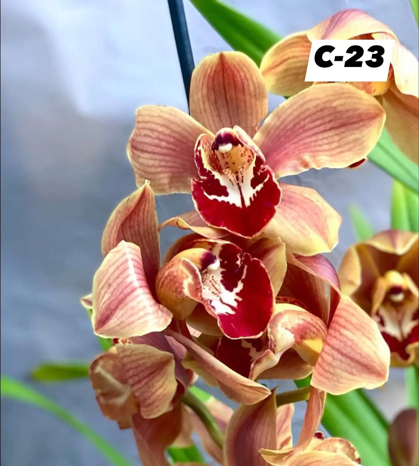 Orquídeas Cymbidium de Coleção com 3/4 bolbos cada 23