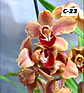 Orquídeas Cymbidium de Coleção com 3/4 bolbos cada - Thumbnail 23