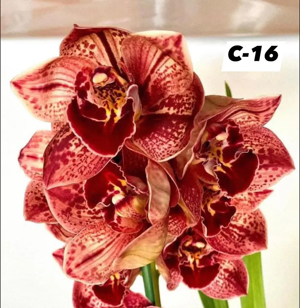 Orquídeas Cymbidium de Coleção com 3/4 bolbos cada 16