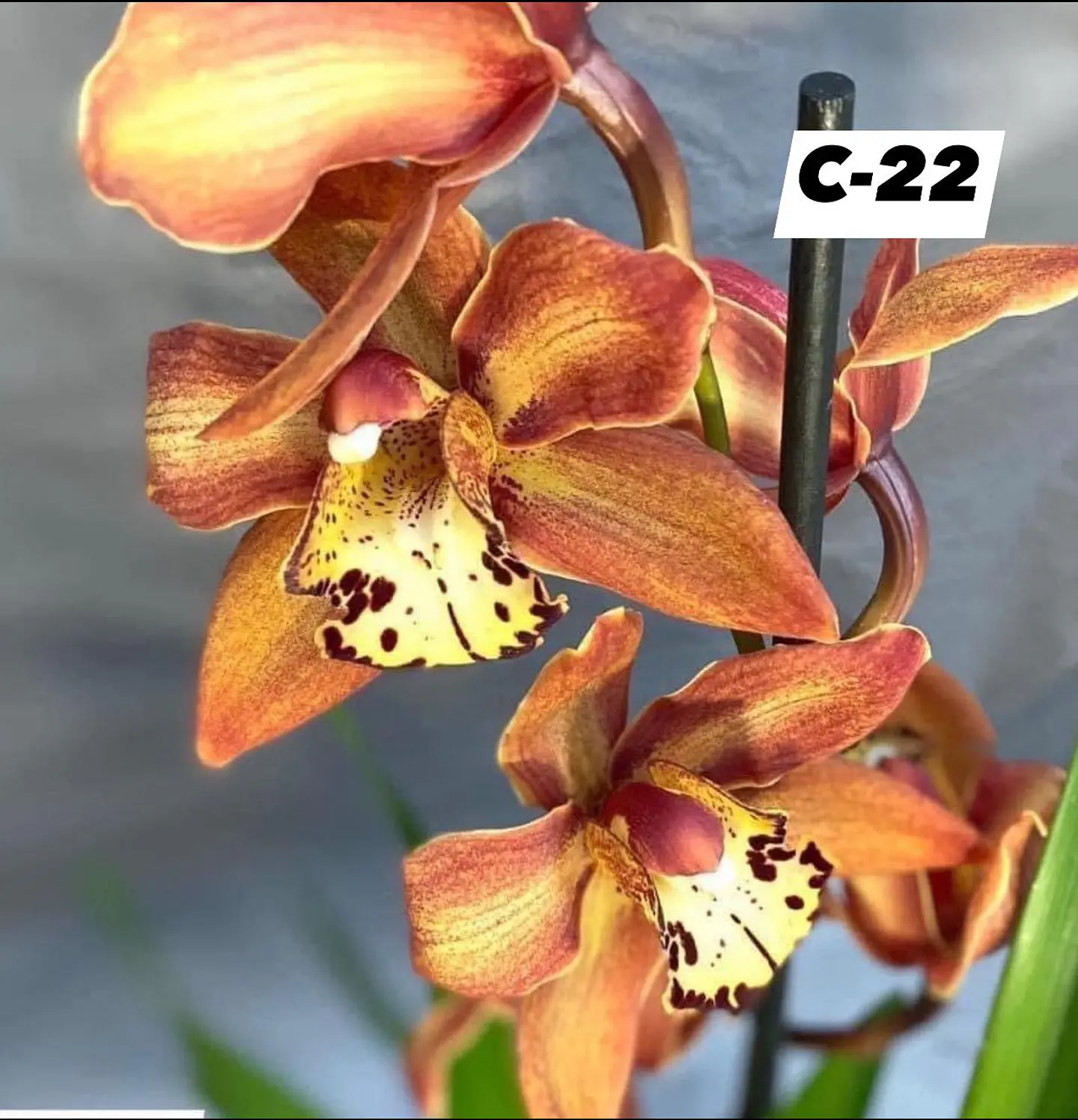Orquídeas Cymbidium de Coleção com 3/4 bolbos cada 22