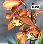 Orquídeas Cymbidium de Coleção com 3/4 bolbos cada - Thumbnail 22