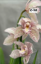 Orquídeas Cymbidium de Coleção com 3/4 bolbos cada - Thumbnail 10