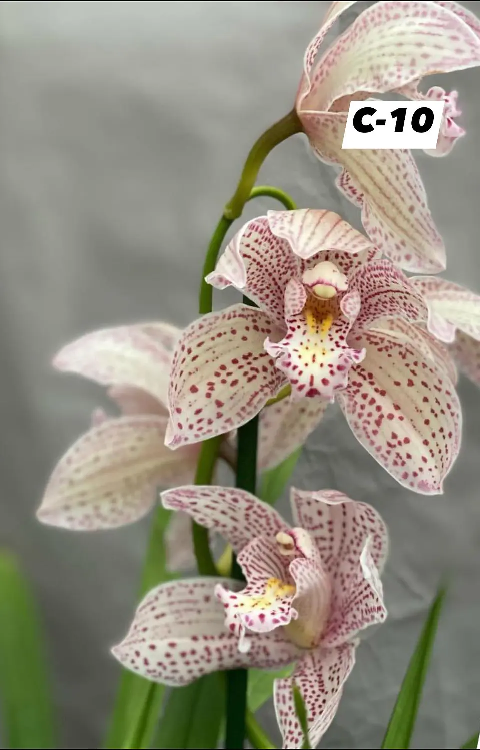 Orquídeas Cymbidium de Coleção com 3/4 bolbos cada 10