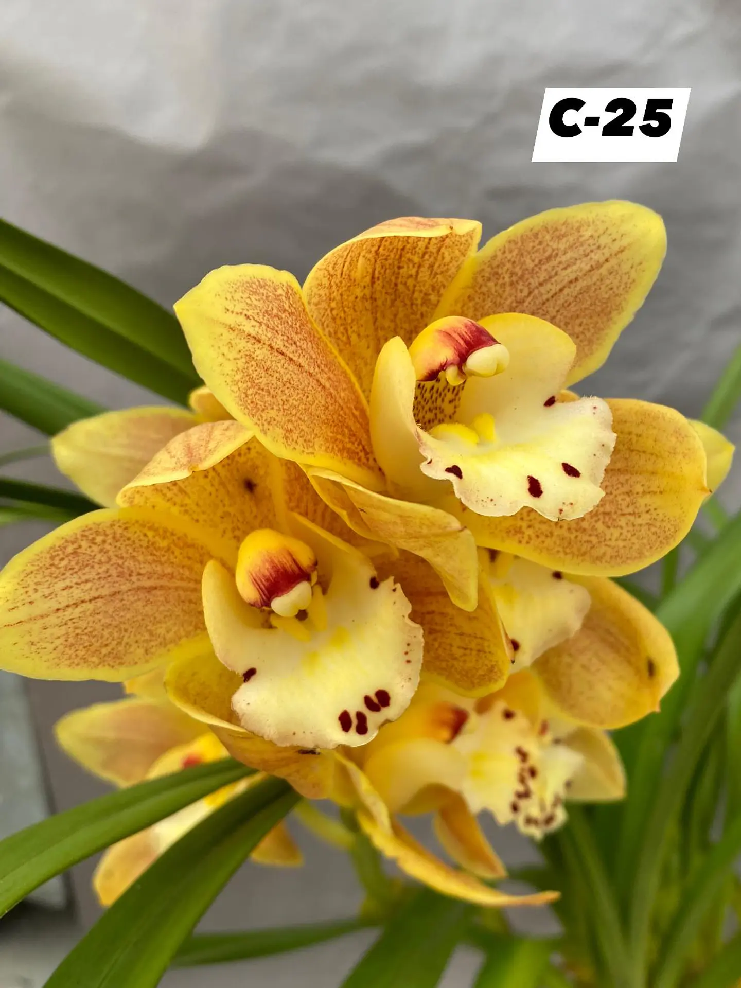 Orquídeas Cymbidium de Coleção com 3/4 bolbos cada 25