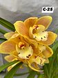 Orquídeas Cymbidium de Coleção com 3/4 bolbos cada - Thumbnail 25