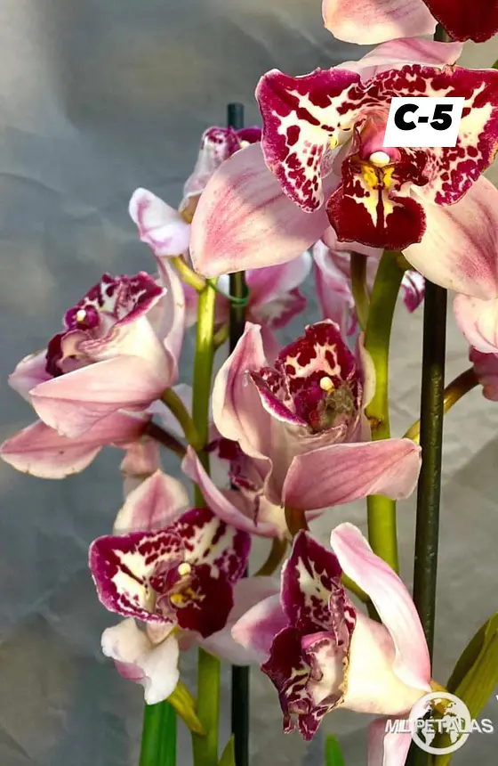 Orquídeas Cymbidium de Coleção, 3/4 bolbos · Seleção 2 - foto 5