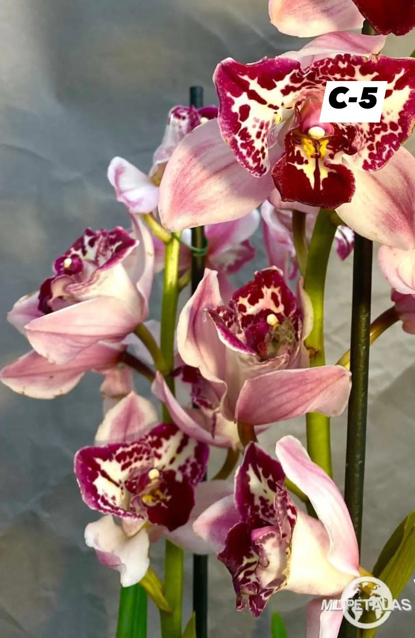 Orquídeas Cymbidium de Coleção com 3/4 bolbos cada 5