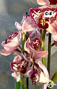 Orquídeas Cymbidium de Coleção com 3/4 bolbos cada - Thumbnail 5
