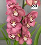 Orquídeas Cymbidium de Coleção com 3/4 bolbos cada - Thumbnail 9