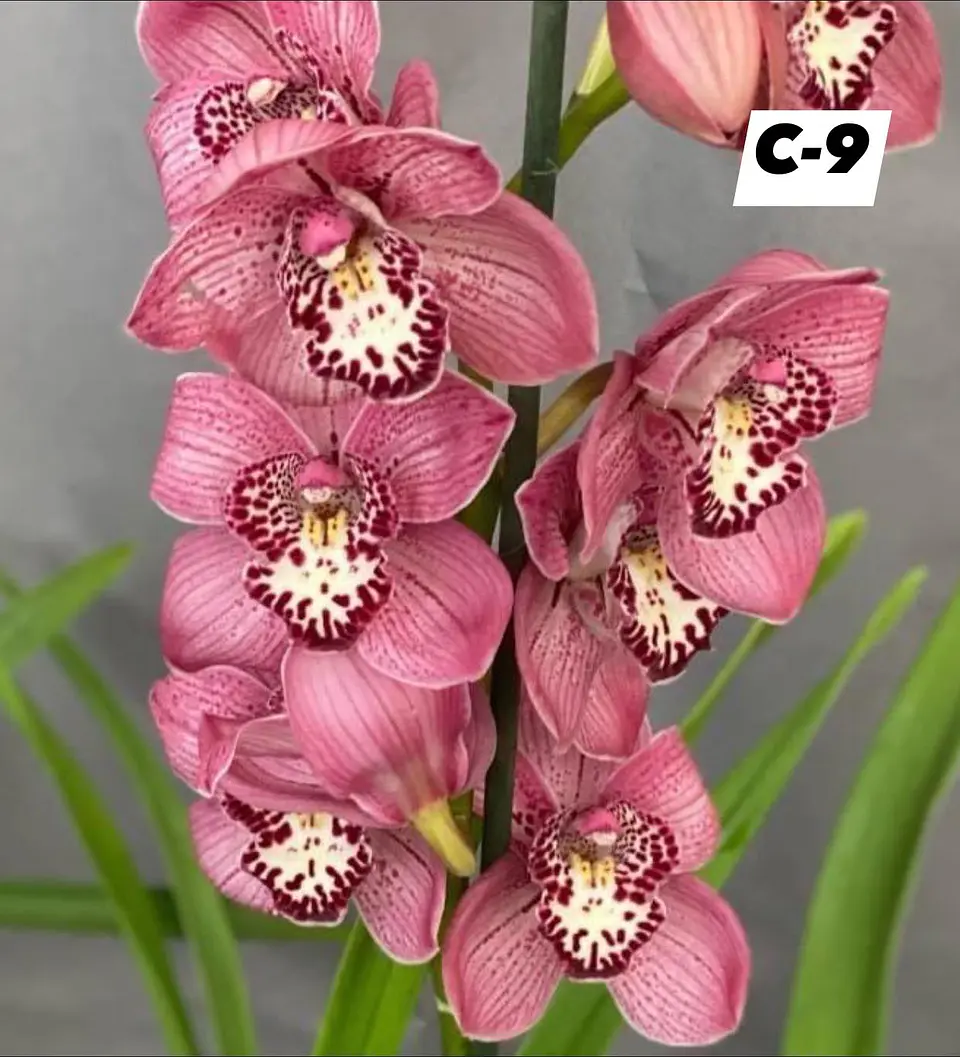 Orquídeas Cymbidium de Coleção com 3/4 bolbos cada 9