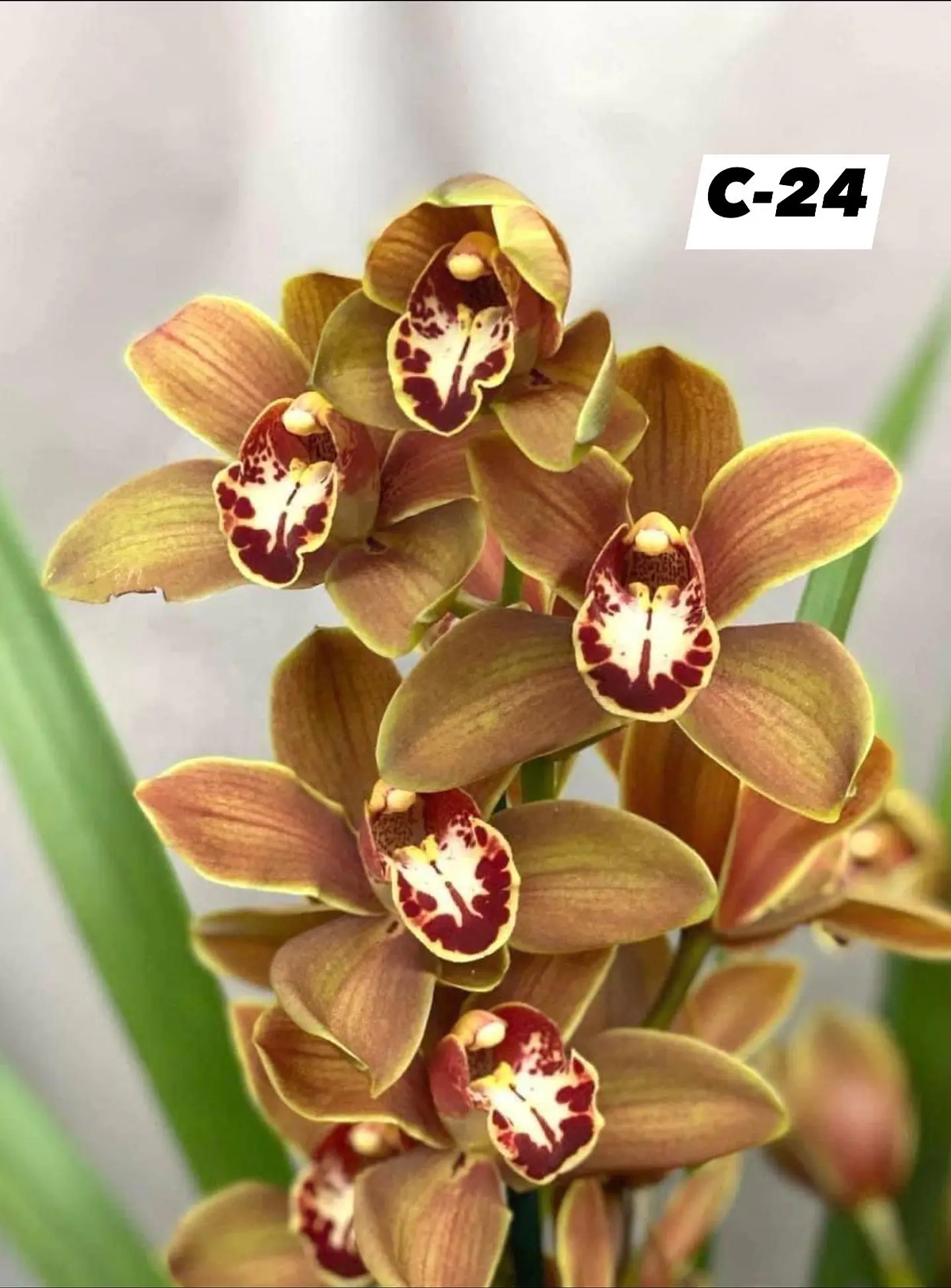 Orquídeas Cymbidium de Coleção com 3/4 bolbos cada 24