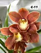 Orquídeas Cymbidium de Coleção com 3/4 bolbos cada - Thumbnail 11