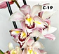 Orquídeas Cymbidium de Coleção com 3/4 bolbos cada - Thumbnail 19