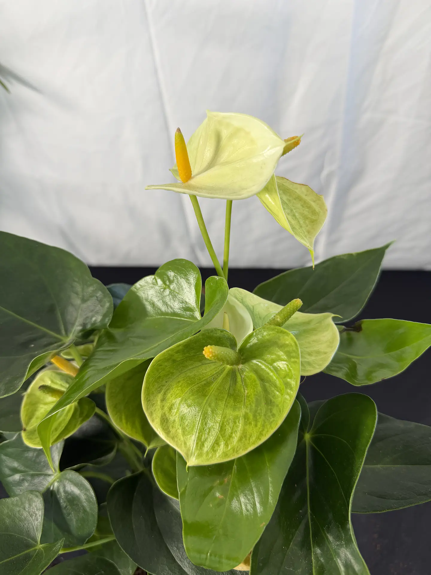 Antúrio Amarelo  3